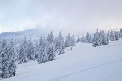 magical frozen winter landscape with snow covered fir trees