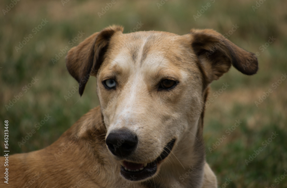 Portrait of a lonely yellow and white stray dog. Portrait of a lonely yellow and white stray dog, standing on dried grass. Portrait of a lonely yellow and white stray dog. Portrait of a lonely yellow and white stray dog, standing on dried grass.
