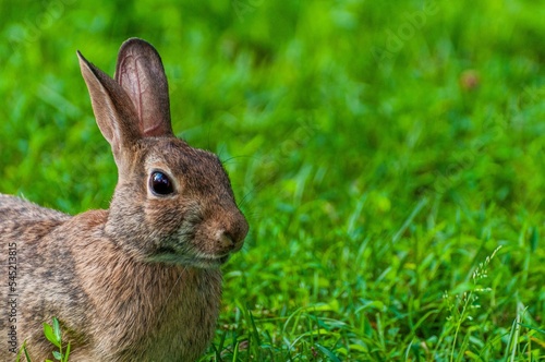 Closeup of brown rabbit standing on grassland © L@tte Photo/Wirestock Creators