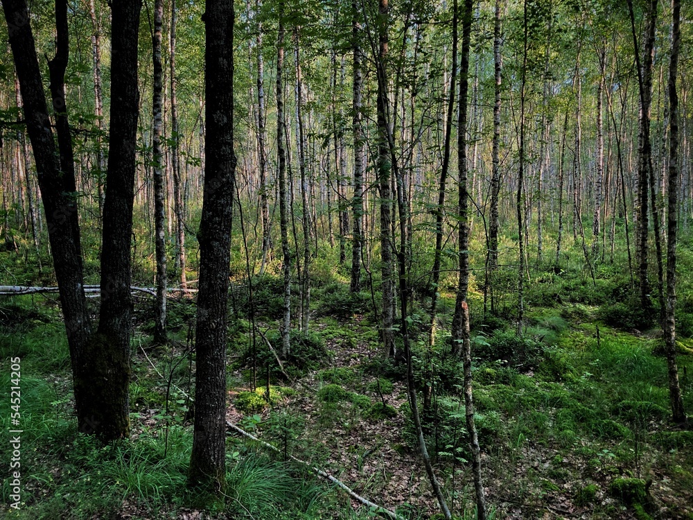 Obraz premium Forest surrounded by dense trees