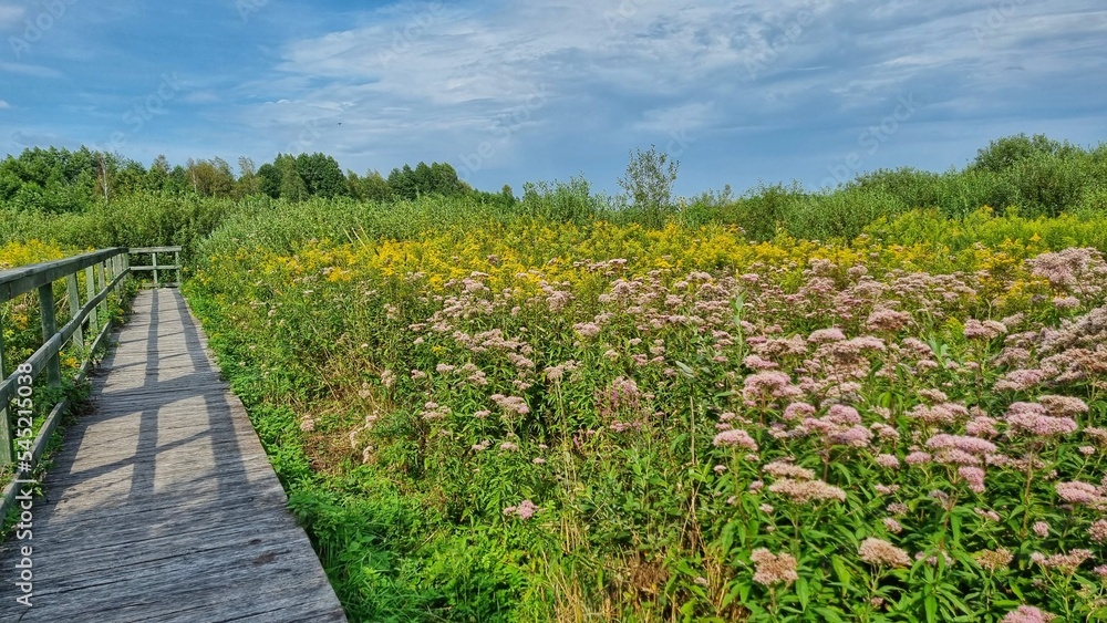 wooden path in the field