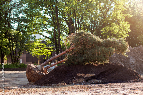 Photos Planting Huge Tree in the Park