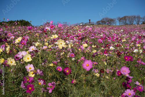 Wallpaper Mural field of flowers Torontodigital.ca
