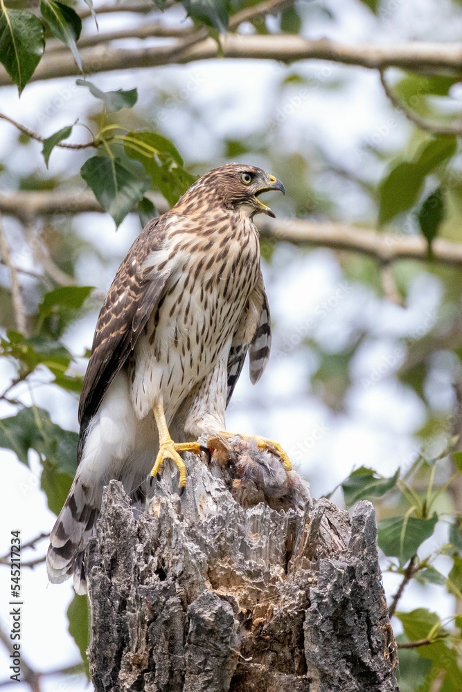 Vertical closeup of the juvenile Cooper's hawk perched on a tree. Accipiter cooperii. Vertical closeup of the juvenile Cooper's hawk perched on a tree. Accipiter cooperii.