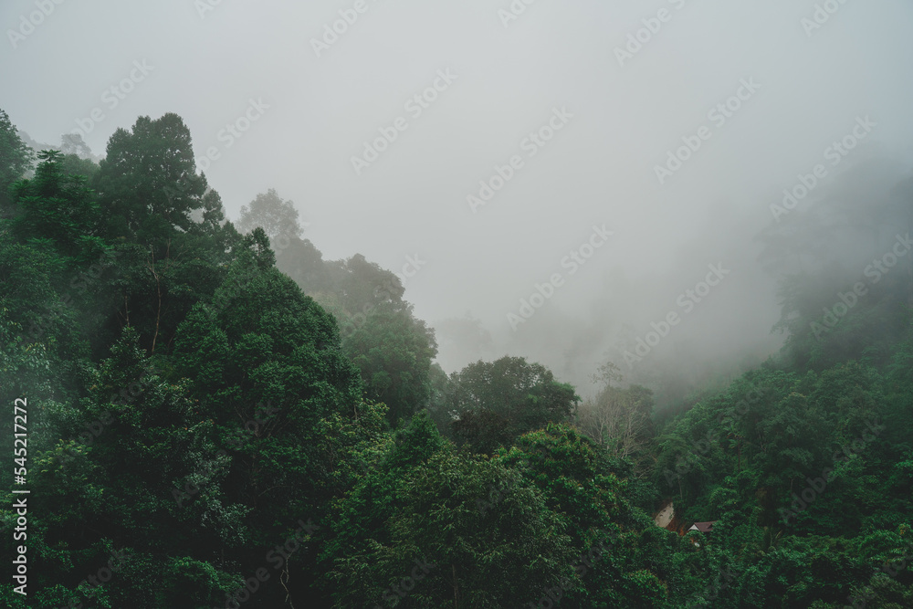 The mist that floats in the rainforest in the valley after the rain has stopped.