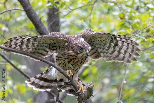 Closeup of the juvenile Cooper's hawk perched on a branch. Accipiter cooperii.