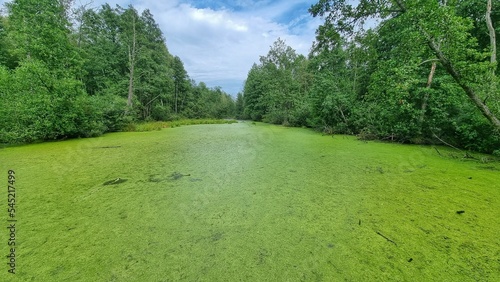 Obraz na plátne Green swamps in Poland