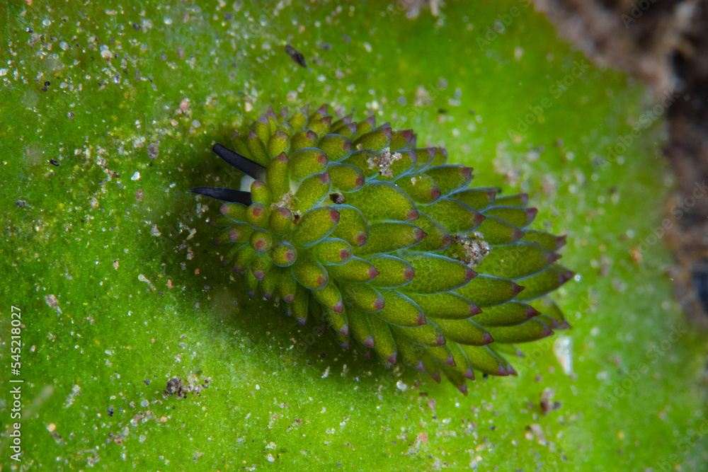 A tiny nudibranch, Costasiella kuroshimae, also known as “Shaun the