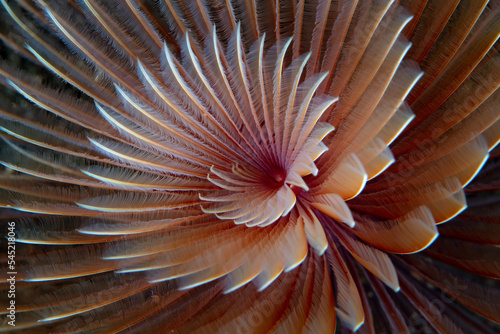 A Feather duster worm  Bispira sp.  has a spiraled gill crown that extends from its tube embedded in sand near a reef in Indonesia. 