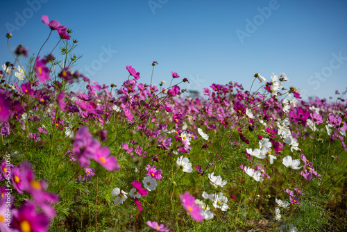 Pink flower field