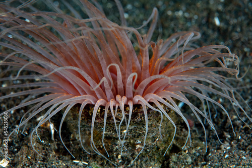Above the seafloor of Komodo National Park, the long, sinuous tentacles of a tube anemone wait for plankton to drift by. Tube anemones are commonly found on sandy seafloors.
