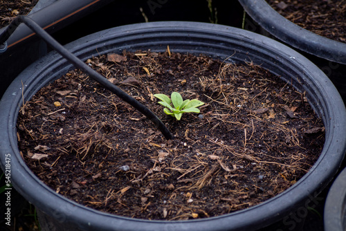 Young green seedlings are growing.