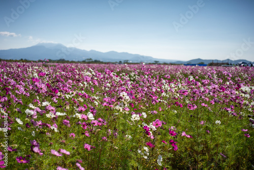 Pink flower field