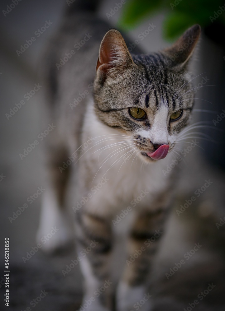 Beautiful portrait of a cute tabby cat on a blurry background Beautiful portrait of a cute tabby cat on a blurry background