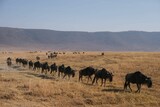 Herd of wildebeests walking in a row in the Ngorongoro National Park, Tanzania