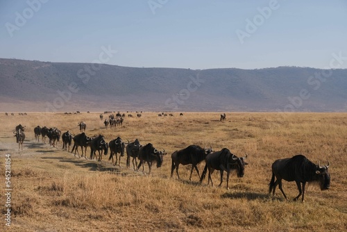 Herd of wildebeests walking in a row in the Ngorongoro National Park  Tanzania
