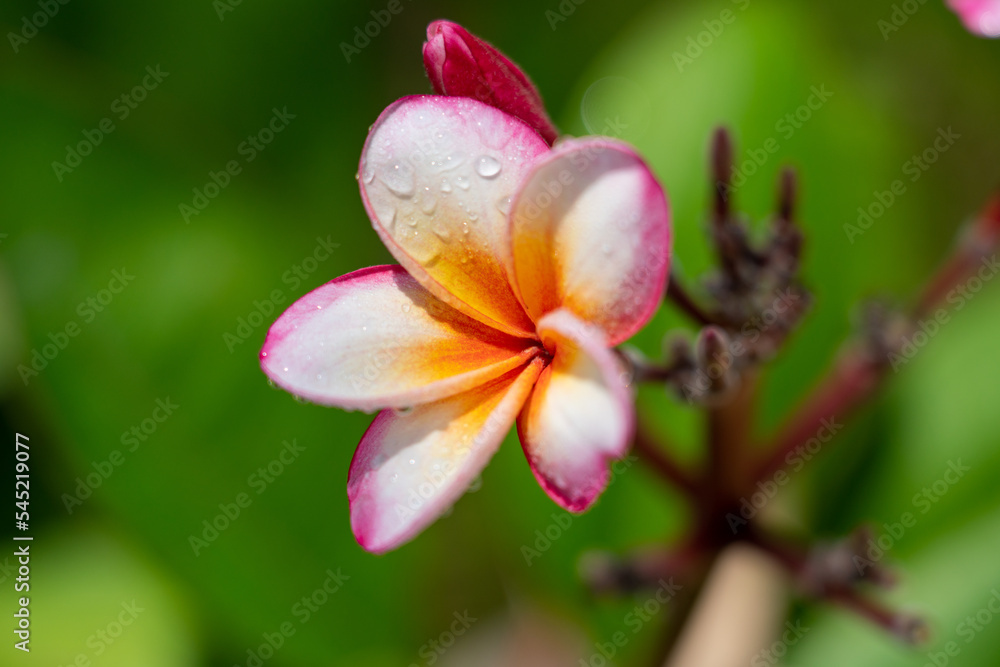 Plumeria Flower Plumeria Flower