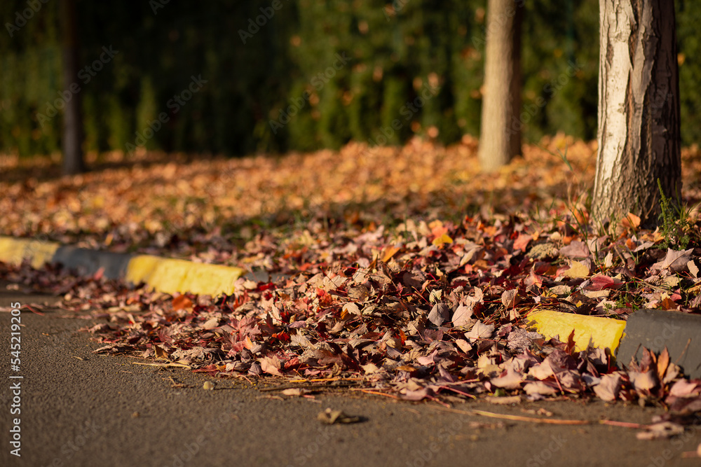 pile of dry autumn maple leaves on the sidewalk