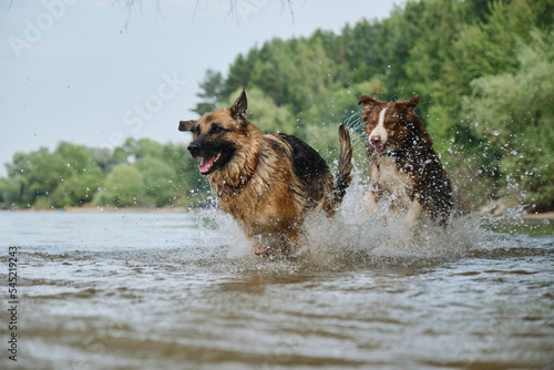 Photography Australian and German Shepherd have fun on river on sunny hot summer day