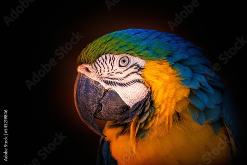 Parrot on dark Backgroun