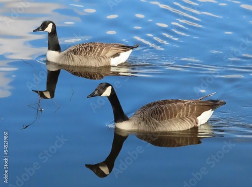 Two Canada Geese swimming