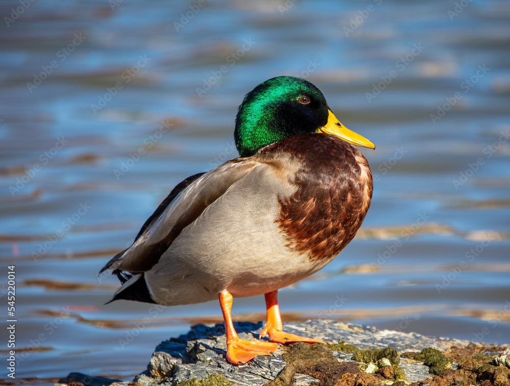 Mallard duck Mallard duck