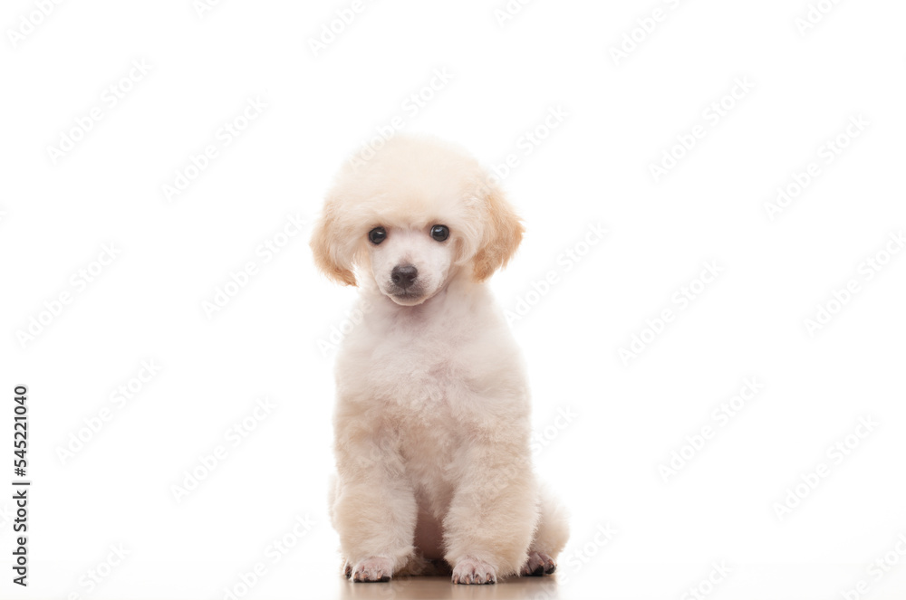 Obraz premium image of dog white background