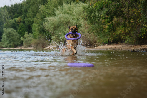 Fototapeta Naklejka Na Ścianę i Meble -  German Shepherd has fun swimming in river in summer. Dog runs through water with happy face and round toy in teeth, splashes fly in different directions. Active energetic games with pet in water.