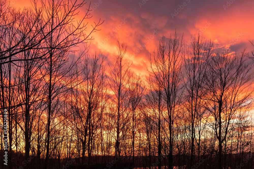 Fototapeta premium Beautiful Sunset in the Through the Forest