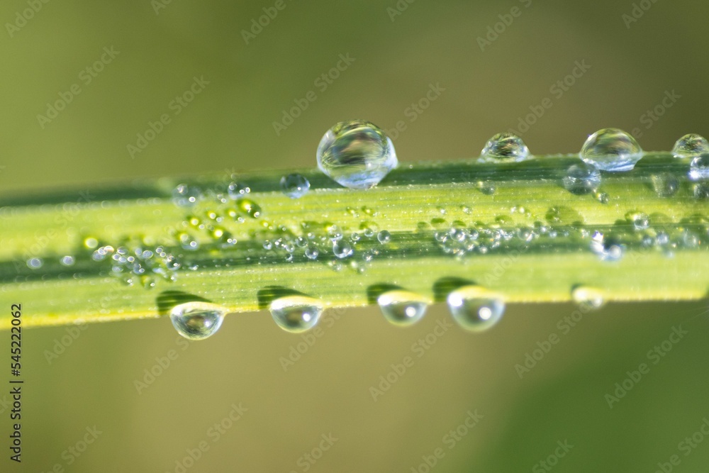 Closeup of fresh grass with drops of dew Closeup of fresh grass with drops of dew
