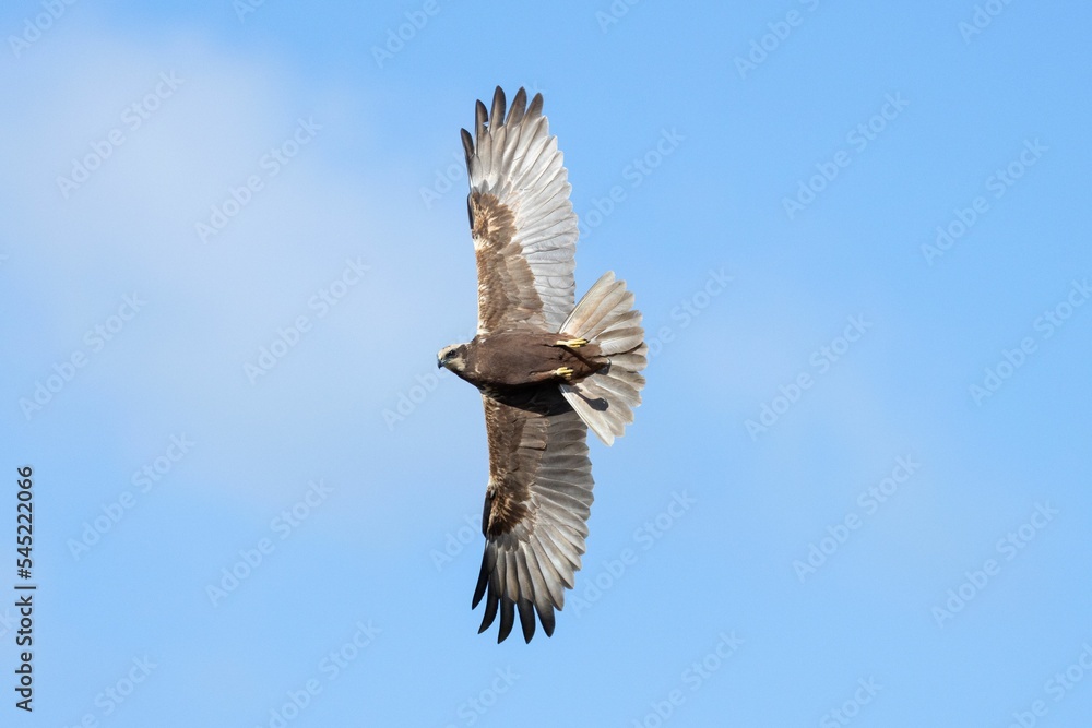Fototapeta premium Beautiful Swamp harrier flying in a blue sky