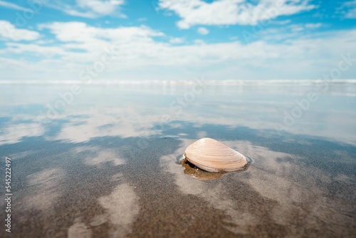 Closeup shot of a seashell on the beach in Christchurch, New Zealand in daylight