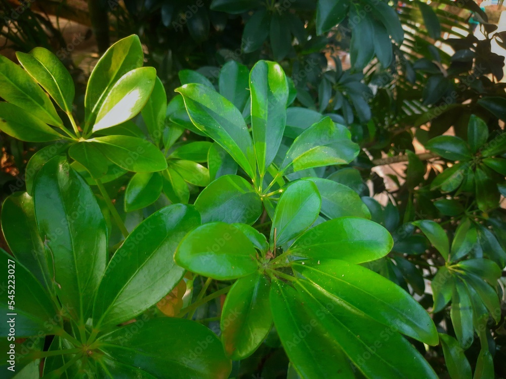 leaves in the garden