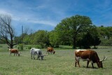 Group of cattle grazing in the field surrounded by trees on a sunny summer day