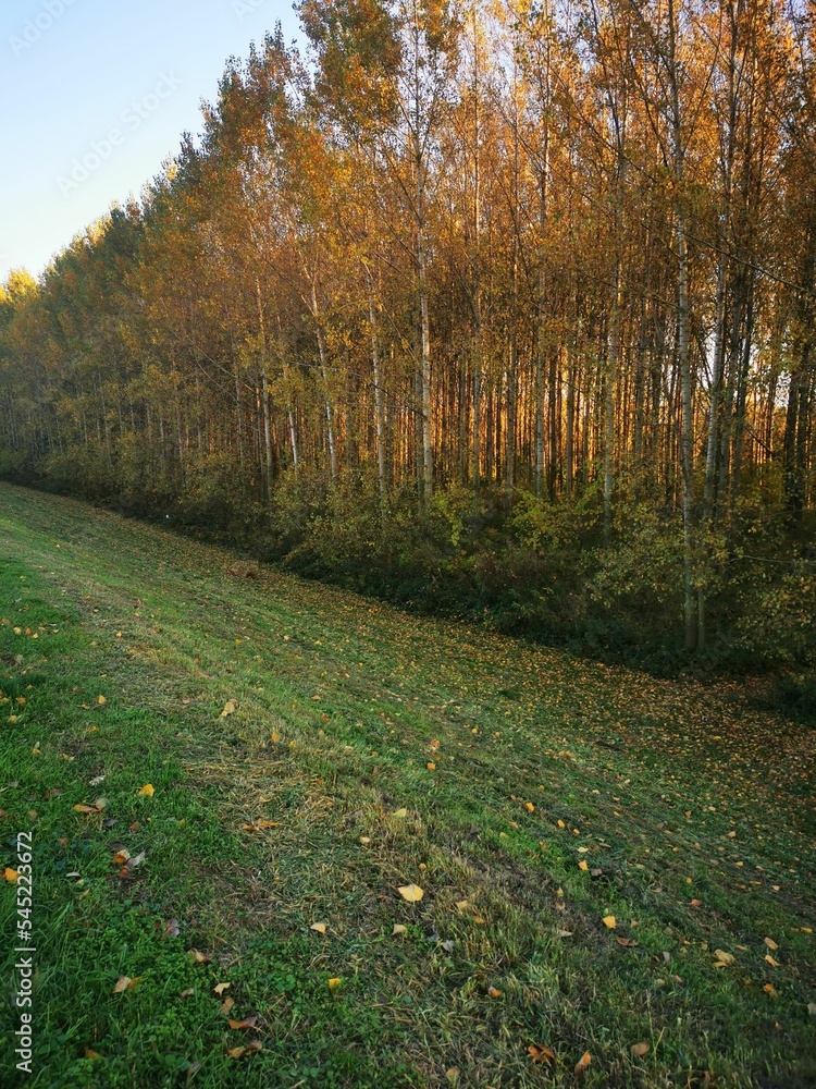 Beautiful autumn landscape with trees and fallen leaves. Beautiful autumn landscape with trees and fallen leaves.