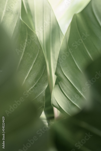 Close up tropical green leaf texture for background.