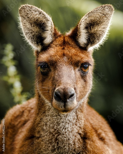 Fotografia Vertical portrait of a cute roe deer