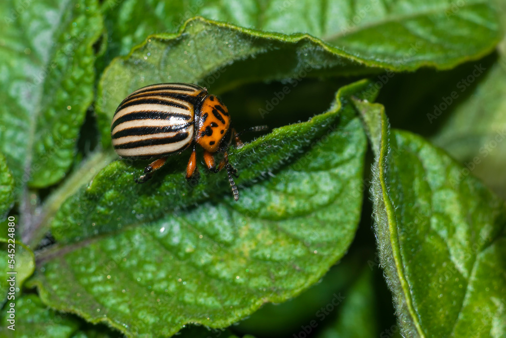 Colorado potato beetle on potato leaves in summer. Colorado potato beetle on potato leaves in summer.