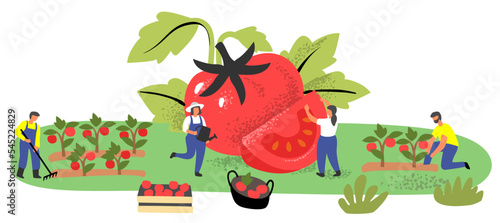 People with big tomato. Character in garden harvesting.