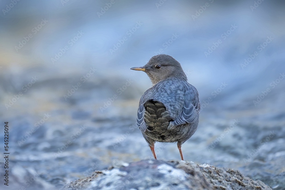 Close-up American dipper (Cinclus mexicanus) in a creek looking aside Close-up American dipper (Cinclus mexicanus) in a creek looking aside