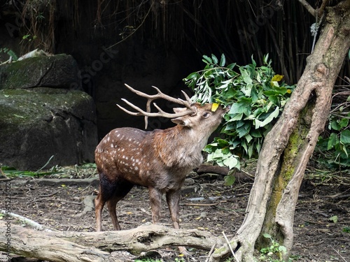 Yezo sika deer eating leaves in the forest (Cervus nippon yesoensis) photo