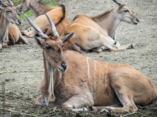 Common eland in a selective focus lying on the ground (Taurotragus oryx) photo