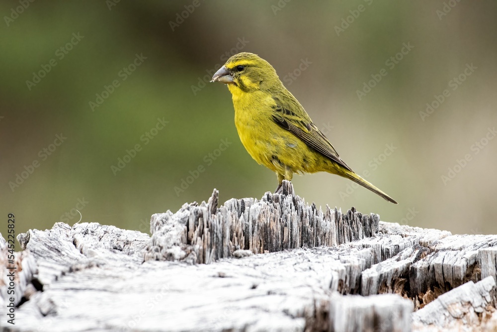 Close-up of a yellow canary (Crithagra flaviventris) sitting on a tree in a forest