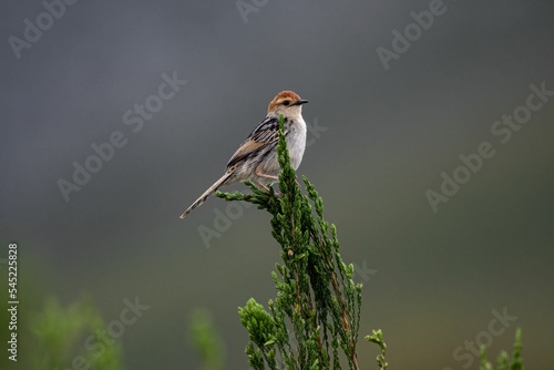Close-up of a Levaillant's cisticola (Cisticola tinniens) sitting on a tree in a forest