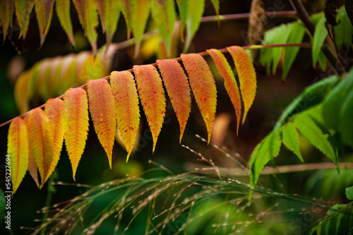 Buntgefärbte Blätter des Essigbaum Rhus typhina photo