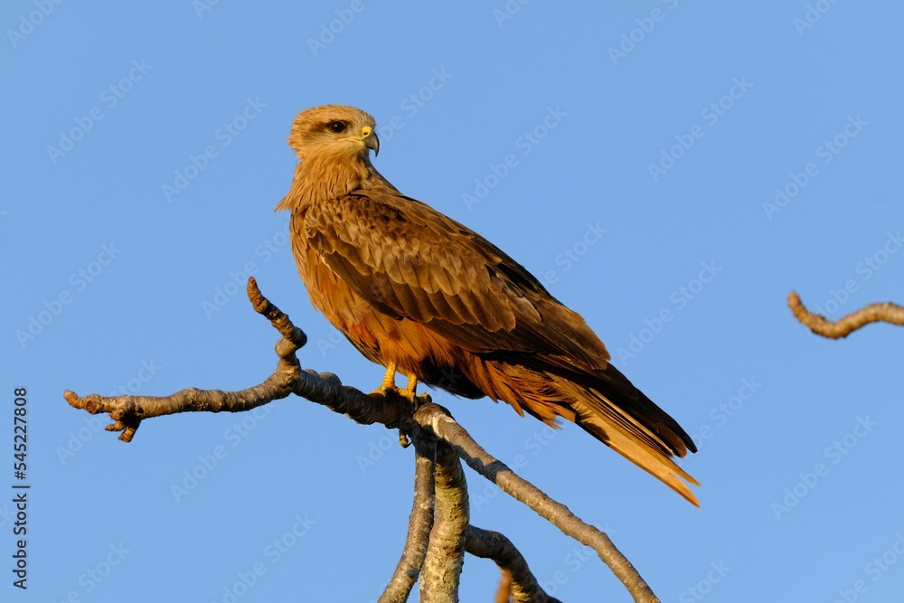 Black kite bird perched on a tree branch against a blue sky background Black kite bird perched on a tree branch against a blue sky background
