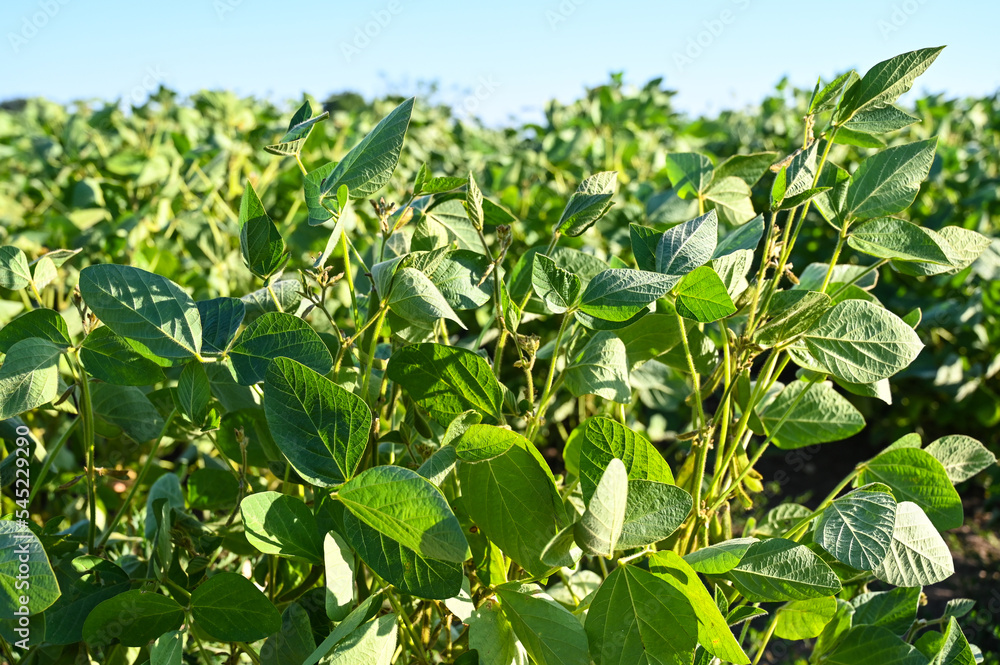 Young green unripe soybean pods, close up. Soybean grows in the field. Young green unripe soybean pods, close up. Soybean grows in the field.