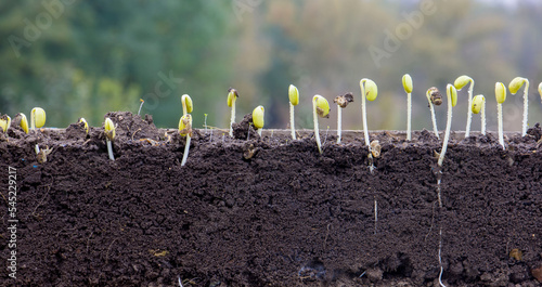 Sprouted soybean shoots in soil with roots. Blurred background. photo