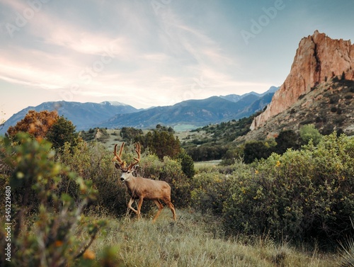 Photography View of a California mule deer on the grass by bushes in the wilderness