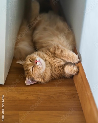 Canvastavla Beautiful Munchkin cat sleeping on the wooden floor behind the door